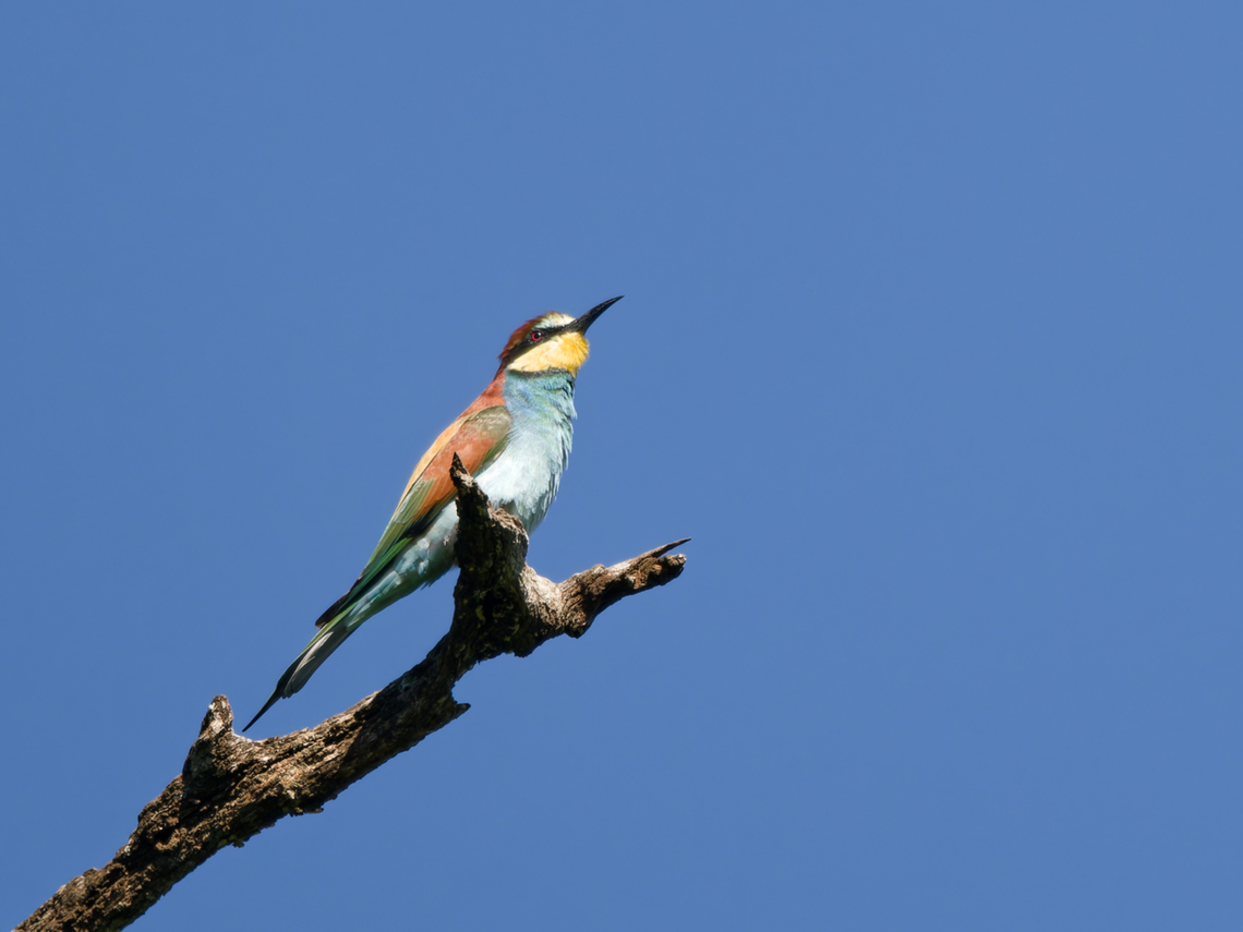 European Bee-eater, Kenya  European bee-eater,Geotagged,Kenya,Merops apiaster,Summer