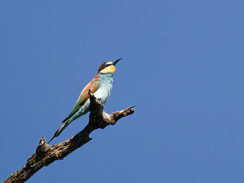 European Bee-eater, Kenya  European bee-eater,Geotagged,Kenya,Merops apiaster,Summer