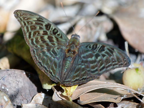 Mottled-green Nymph
