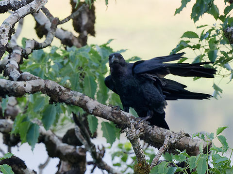 Fan-tailed Raven, Kenya  Corvus rhipidurus,Fan-tailed raven,Geotagged,Kenya,Winter