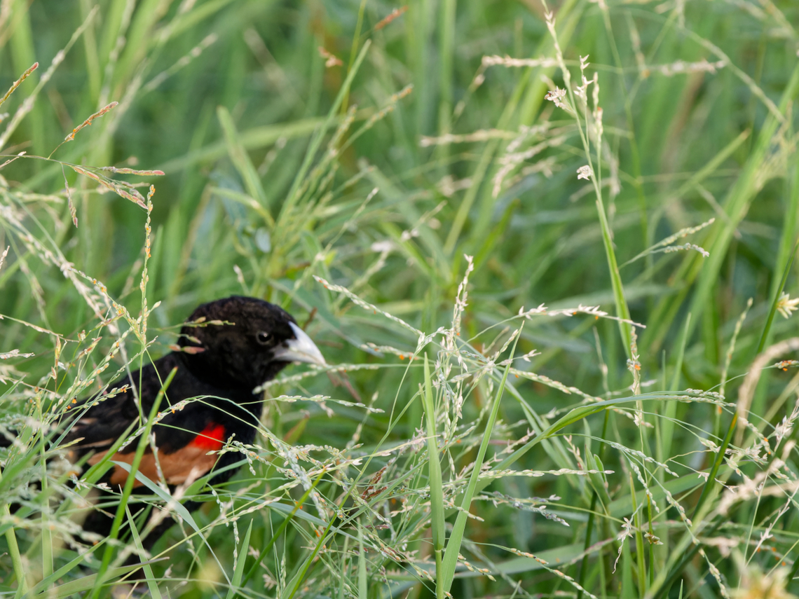 Fan-tailed_Widowbird  Euplectes axillaris,Fan-tailed widowbird,Geotagged,Kenya,Summer