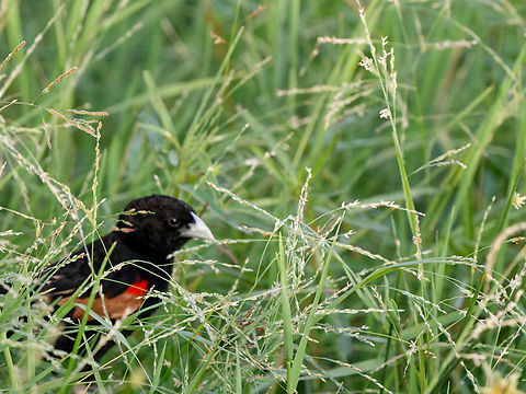Fan-tailed_Widowbird  Euplectes axillaris,Fan-tailed widowbird,Geotagged,Kenya,Summer