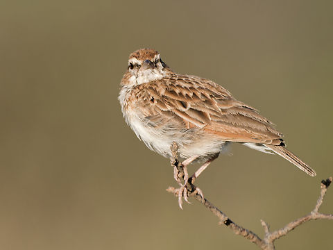 Fawn-coloured Lark, Kenya  Calendulauda africanoides,Fawn-coloured lark,Geotagged,Kenya,Winter