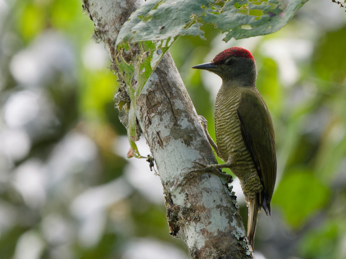 Fine-banded Woodpecker, Kenya  Campethera taeniolaema,Fine-banded woodpecker,Geotagged,Kenya,Summer