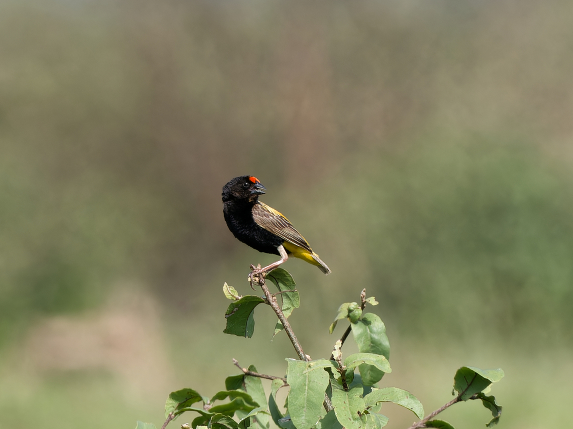 Fire-fronted Bishop, Kenya  Euplectes diadematus,Fire-fronted bishop,Geotagged,Kenya,Winter