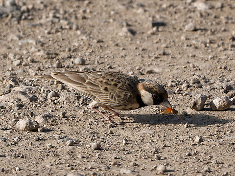 Fischer's sparrow-lark