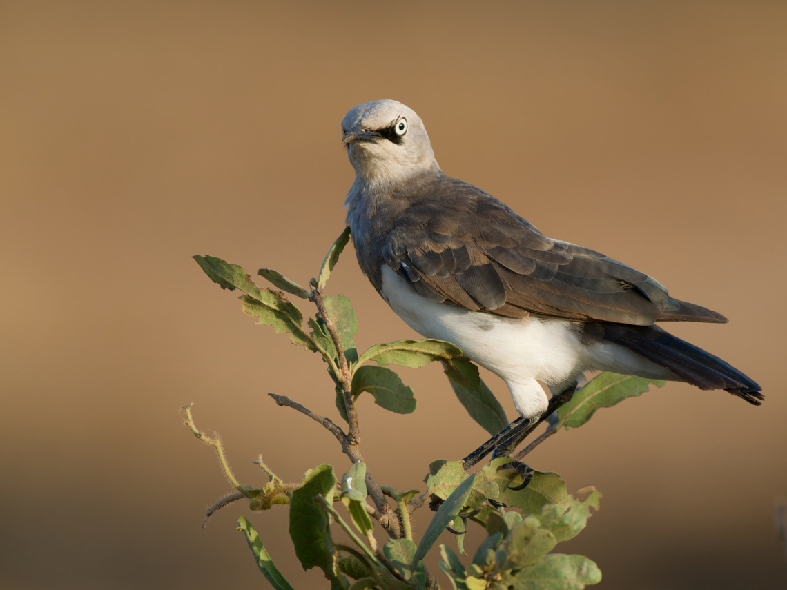 Fischers Starling, Kenya Fischer&#039;s Starling Fischer's starling,Geotagged,Kenya,Lamprotornis fischeri,Summer