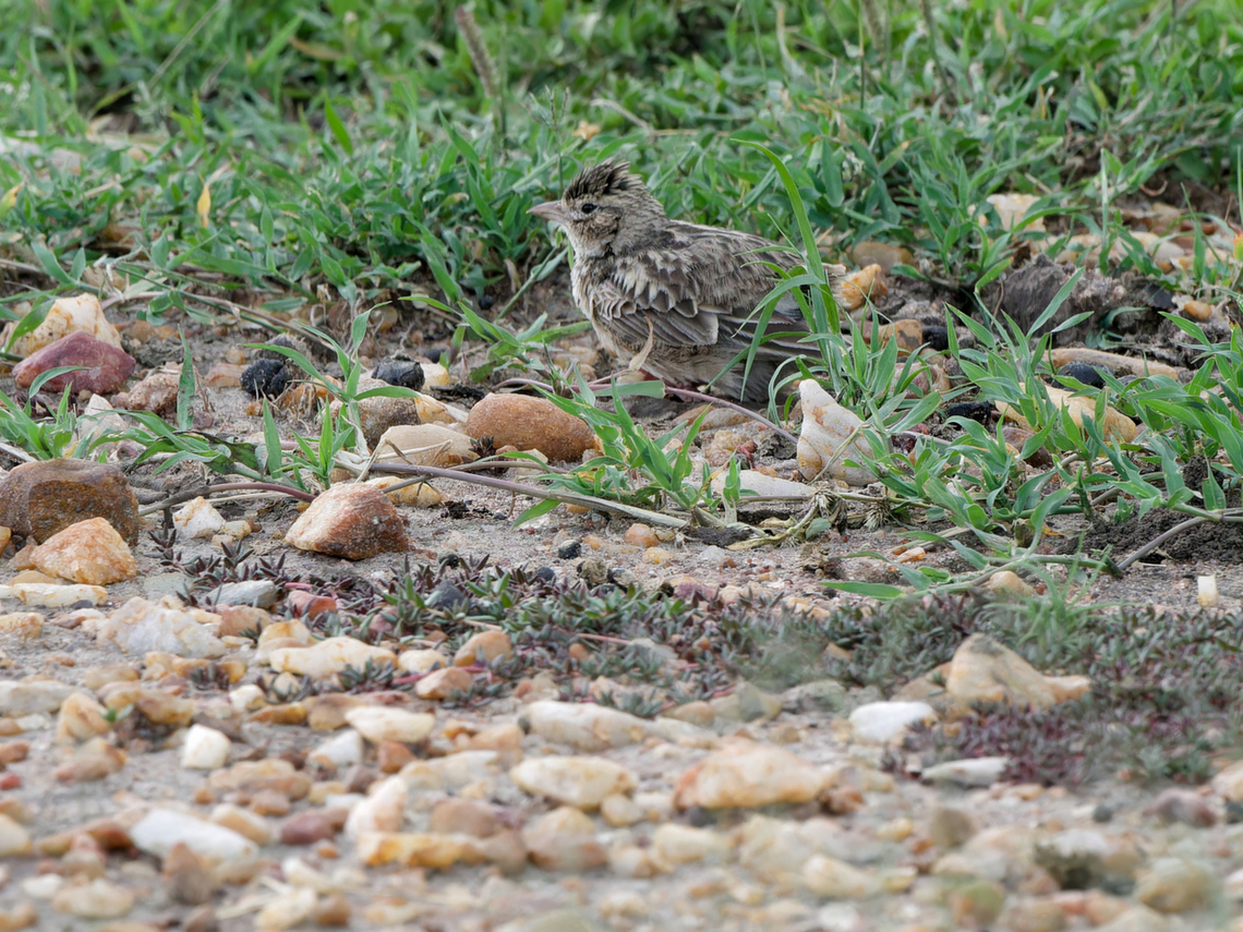 Flappet Lark, Kenya  Flappet lark,Geotagged,Kenya,Mirafra rufocinnamomea,Summer