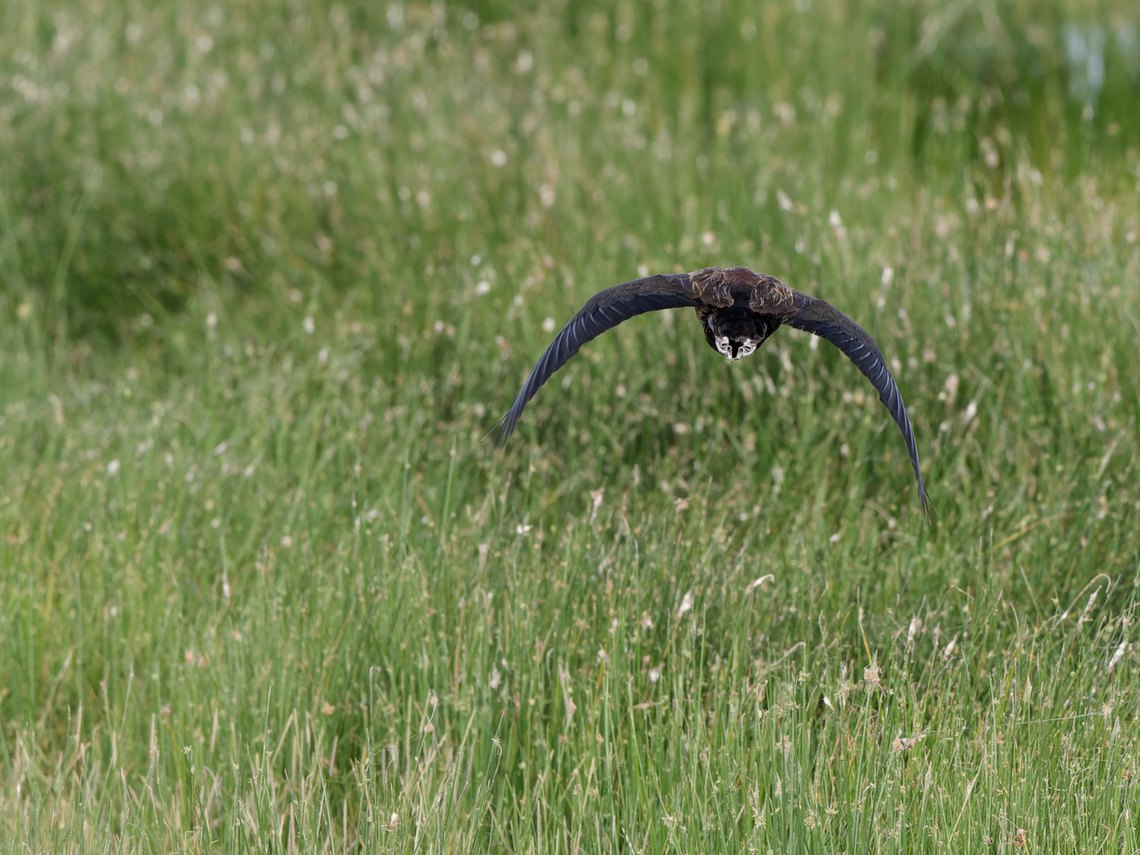 Fulvous Whistling-Duck flying off, Kenya  Dendrocygna bicolor,Fulvous whistling duck,Geotagged,Kenya,Summer