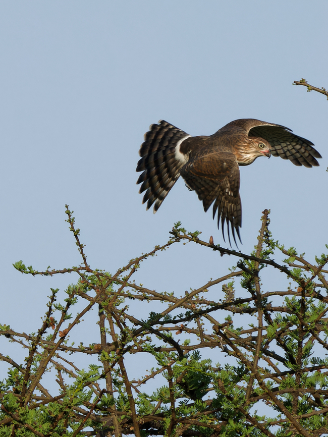 Gabar Goshawk flying, Kenya  Gabar goshawk,Geotagged,Kenya,Micronisus gabar,Summer