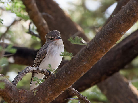 Gambaga Flycatcher, Kenya Gambaga flycatcher,Geotagged,Kenya,Muscicapa gambagae,Winter