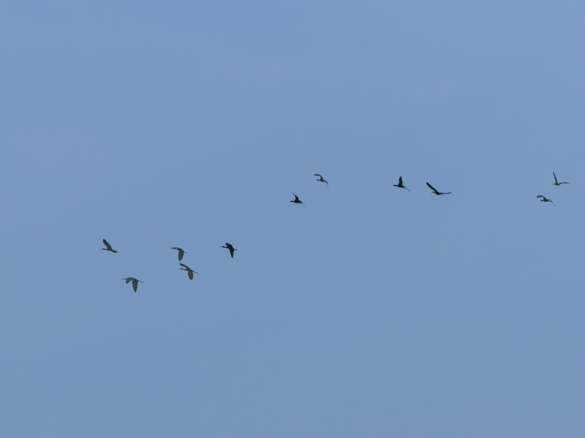 Glossy  Ibis flying in the dawn, Kenya  Geotagged,Glossy Ibis,Kenya,Plegadis falcinellus,Summer
