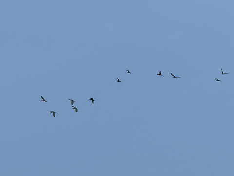 Glossy  Ibis flying in the dawn, Kenya  Geotagged,Glossy Ibis,Kenya,Plegadis falcinellus,Summer