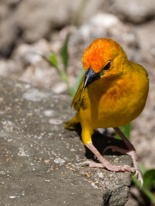Golden Palm Weaver, Kenya  Geotagged,Golden palm weaver,Kenya,Ploceus bojeri,Summer