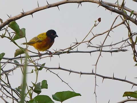 Golden-backed Weaver, Kenya  Geotagged,Golden-backed weaver,Kenya,Ploceus jacksoni,Summer