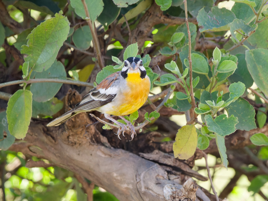 Golden-breasted Bunting, Kenya  Emberiza flaviventris,Geotagged,Golden-breasted bunting,Kenya,Summer