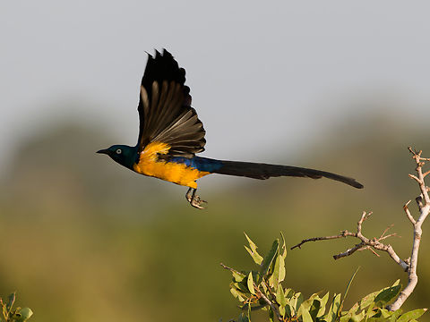 Golden-breasted Starling, Kenya  Geotagged,Golden-breasted starling,Kenya,Lamprotornis regius,Summer