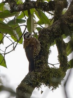 Golden-crowned Woodpecker, Kenya  Chloropicus xantholophus,Geotagged,Kenya,Winter,Yellow-crested woodpecker