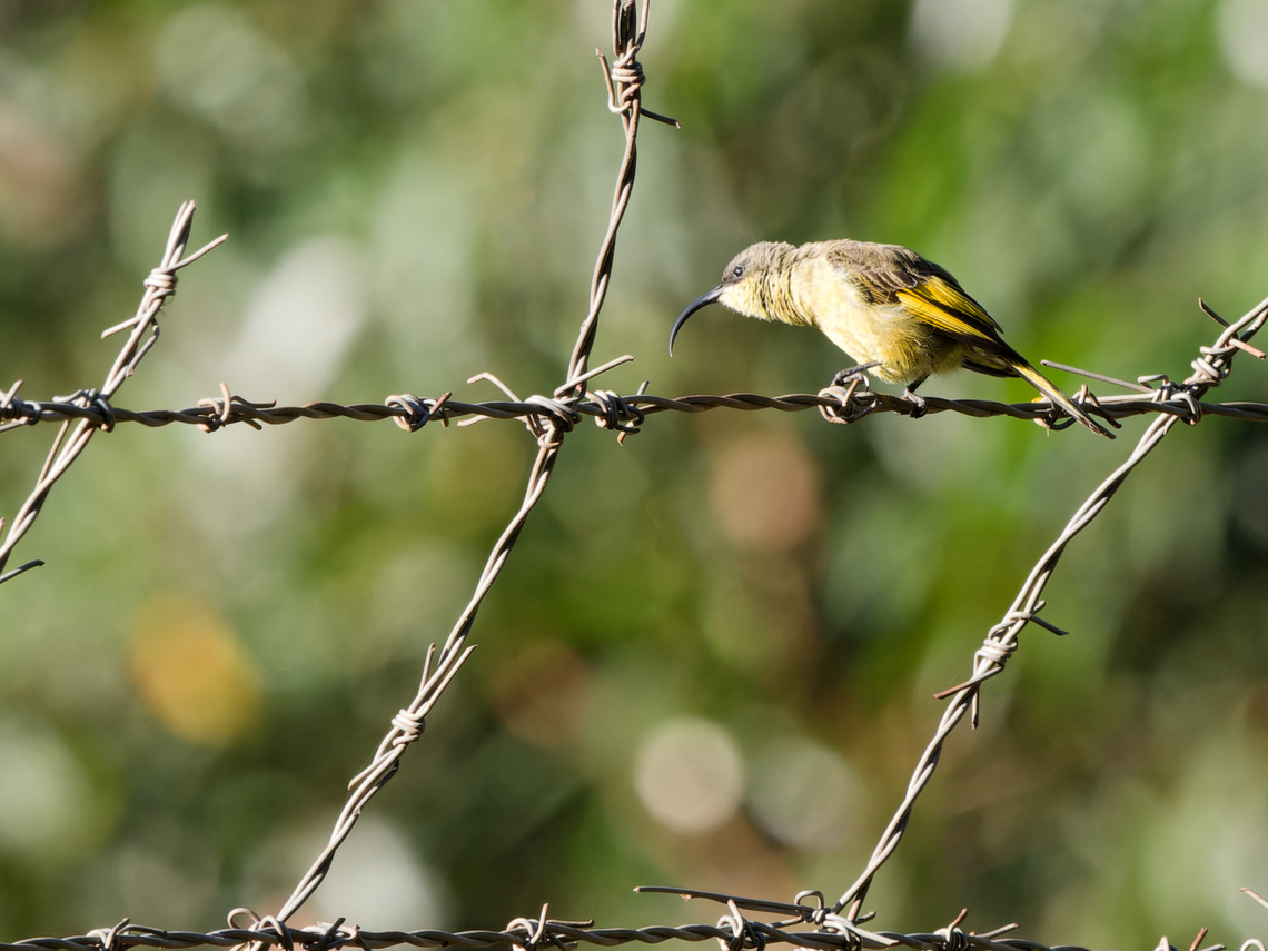 Golden-winged Sunbird, Kenya  Drepanorhynchus reichenowi,Geotagged,Golden-winged sunbird,Kenya,Summer
