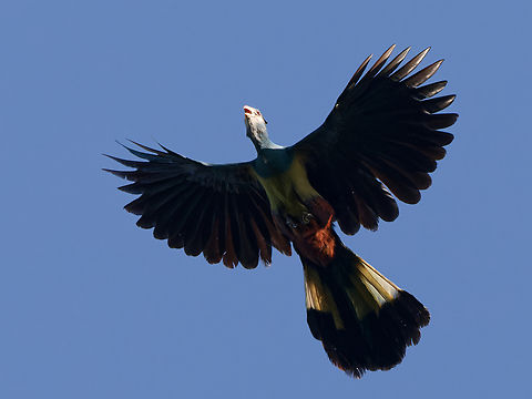 Great Blue Turaco, Kenya  Corythaeola cristata,Geotagged,Great Blue Turaco,Kenya,Winter