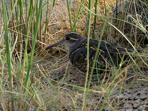 Greater Painted-Snipe, Kenya Geotagged,Greater Painted-Snipe,Kenya,Rostratula benghalensis,Summer