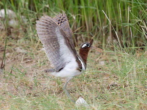 Greater Painted Snipe female, the nicer one, and doing the display by jumping up with elevated wings Geotagged,Greater Painted-Snipe,Kenya,Rostratula benghalensis,Summer