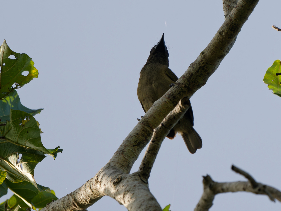 Green Barbet, Kenya  Geotagged,Green barbet,Kenya,Stactolaema olivacea,Summer