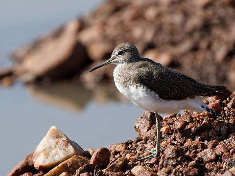 Green Sandpiper, Kenya  Geotagged,Green sandpiper,Kenya,Summer,Tringa ochropus