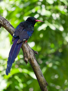 Green Woodhoopoe official spelling according to IOC 14.1 Green Wood Hoopoe Geotagged,Green wood-hoopoe,Kenya,Phoeniculus purpureus,Summer
