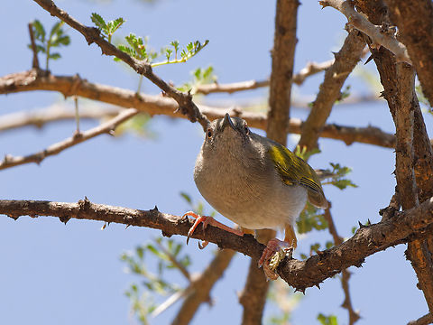 Green-backed Camaroptera, Kenya  Camaroptera brachyura,Geotagged,Green-backed Camaroptera,Kenya,Winter