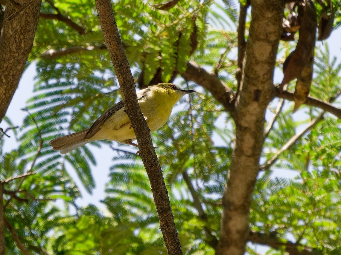 Green-capped Eremomela, Kenya  Eremomela scotops,Geotagged,Green-capped eremomela,Kenya,Summer