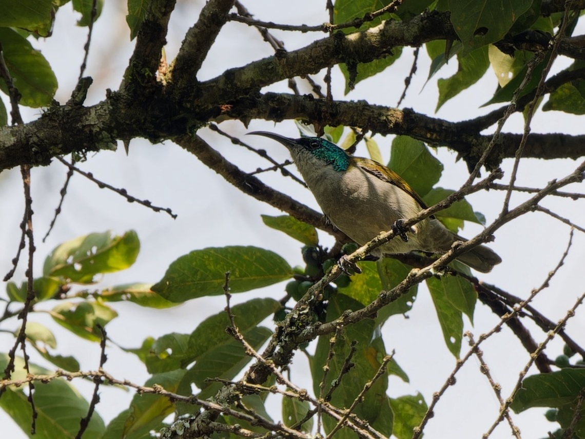 Green-headed Sunbird, Kenya  Cyanomitra verticalis,Geotagged,Green-headed sunbird,Kenya,Winter