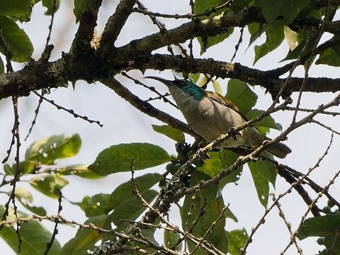 Green-headed Sunbird, Kenya  Cyanomitra verticalis,Geotagged,Green-headed sunbird,Kenya,Winter