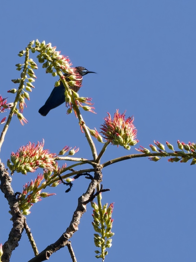 Green-throated Sunbird, Kenya  Chalcomitra rubescens,Geotagged,Green-throated sunbird,Kenya,Winter