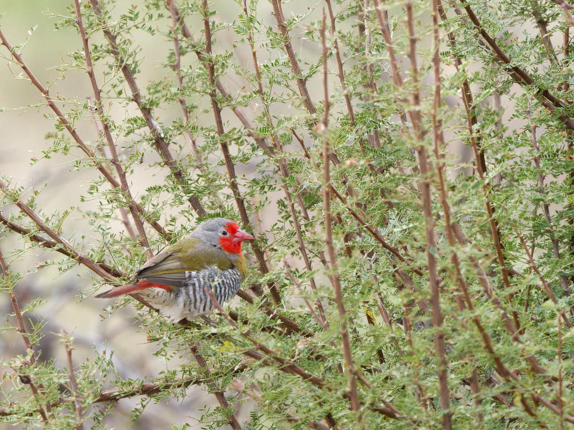 Green-winged Pytilia, Kenya  Geotagged,Green-winged pytilia,Kenya,Pytilia melba,Winter