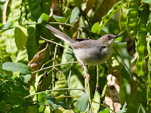 Grey_Apalis  Apalis cinerea,Geotagged,Grey apalis,Kenya,Summer