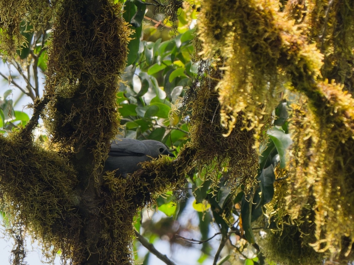 Grey Cuckooshrike, Kenya  Ceblepyris caesius,Geotagged,Grey cuckooshrike,Kenya,Summer