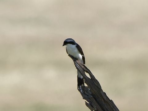 Grey-backed Fiscal, Kenya  Geotagged,Grey-backed fiscal,Kenya,Lanius excubitoroides,Summer
