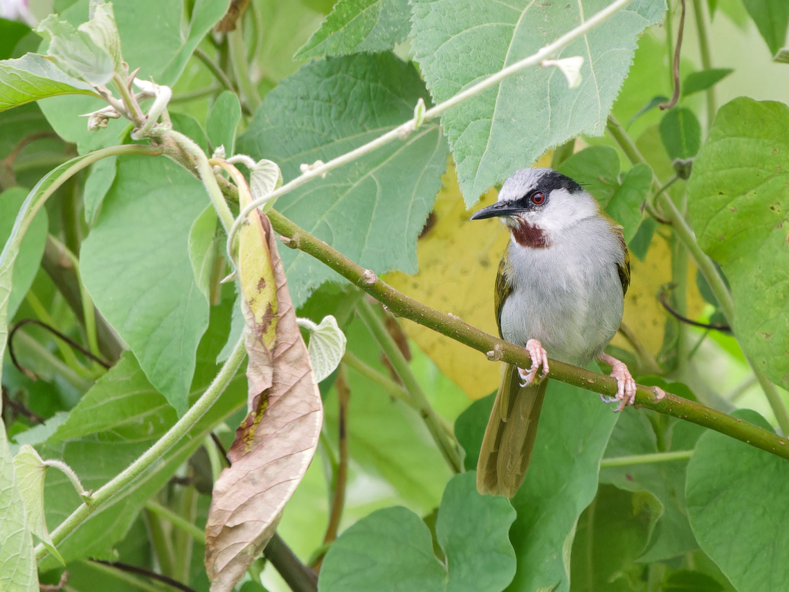Grey-capped Warbler, Kenya  Eminia lepida,Geotagged,Grey-capped warbler,Kenya,Summer