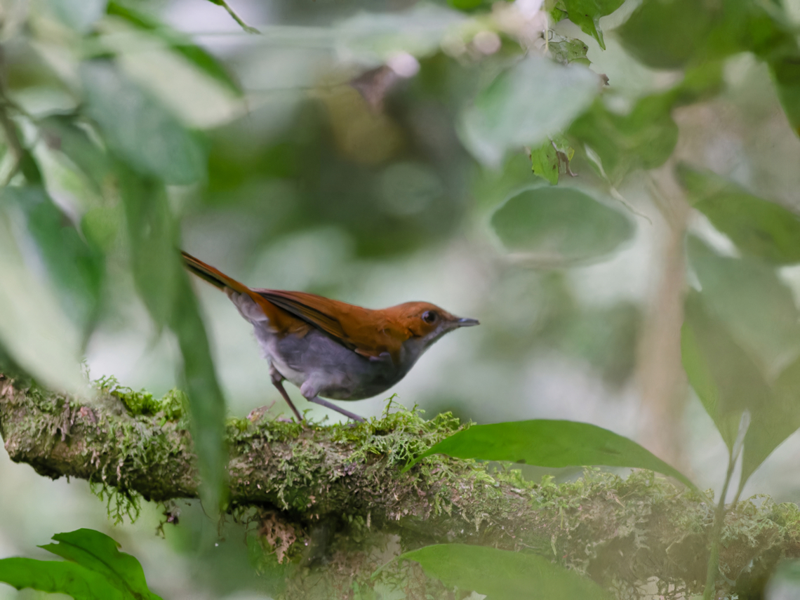 Grey-chested Babbler, Kenya  Geotagged,Grey-chested babbler,Kakamega poliothorax,Kenya,Winter