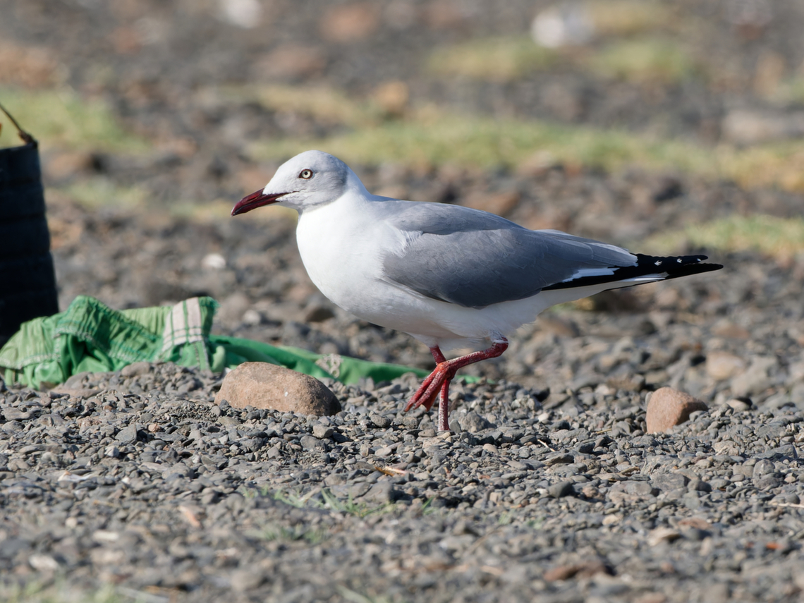 Grey-headed Gull, Kenya  Chroicocephalus cirrocephalus,Geotagged,Grey-headed gull,Kenya,Winter