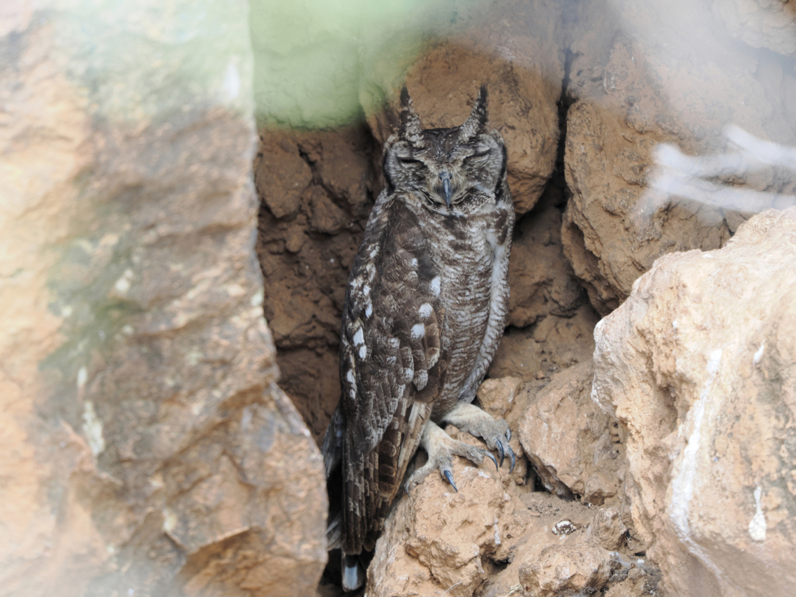Greyish Eagle Owl  Bubo cinerascens,Geotagged,Greyish eagle-owl,Kenya,Winter