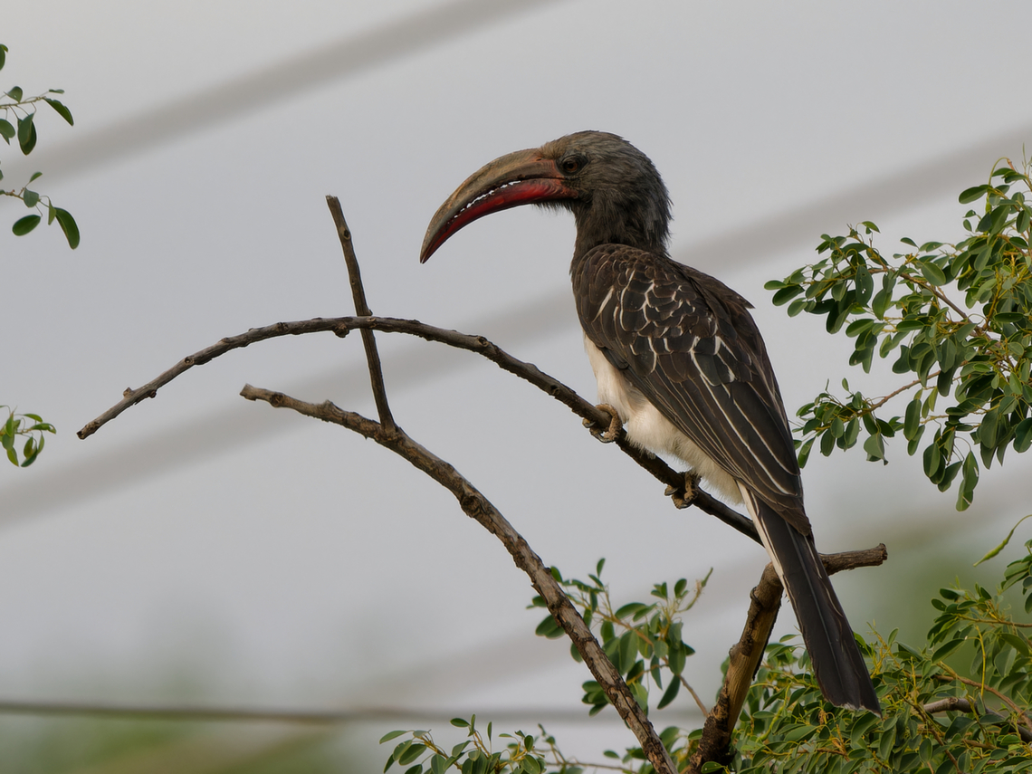 Hemprichs Hornbill, Kenya Hemprich's Hornbill Geotagged,Hemprichs hornbill,Kenya,Lophoceros hemprichii,Winter