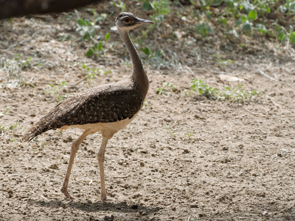Heuglins Bustard, Kenya  Geotagged,Heuglins bustard,Kenya,Neotis heuglinii,Winter