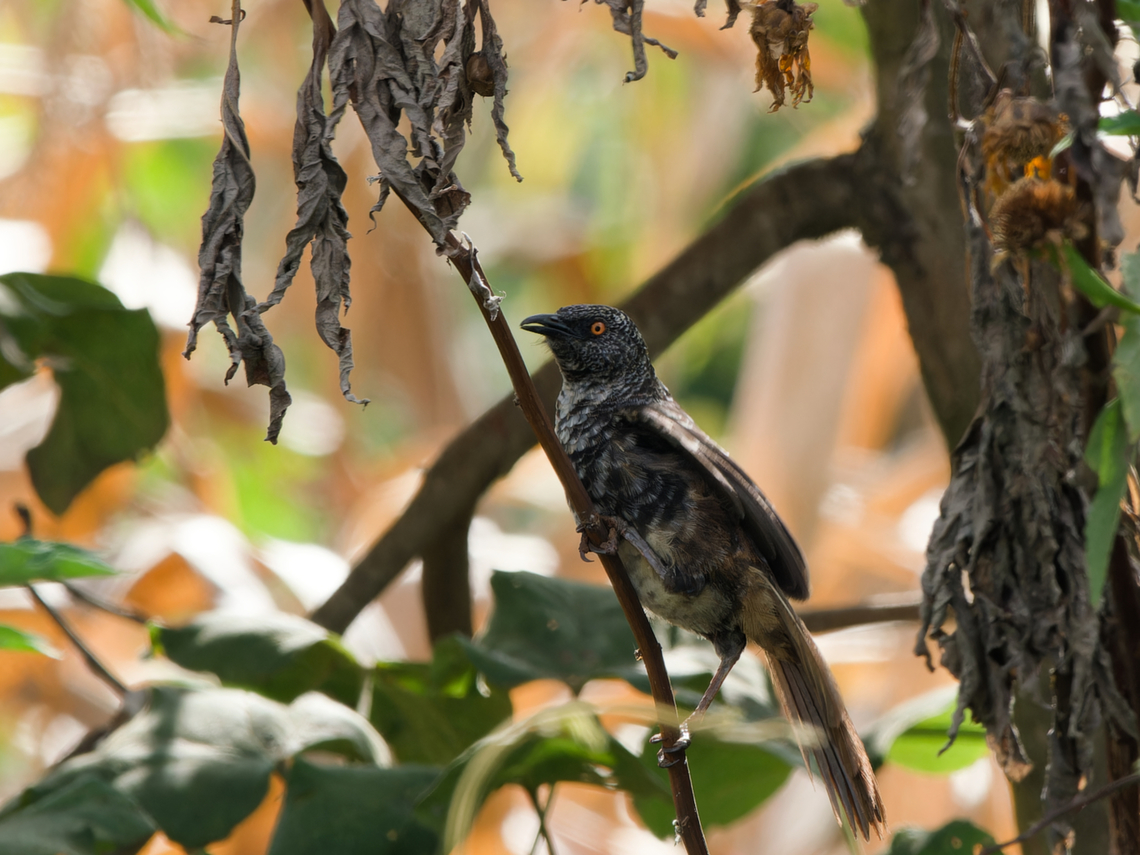 Hindes Babbler, Kenya Hinde&#039;s Babbler, former name Hinde&#039;s Pied Babbler Geotagged,Hinde's babbler,Kenya,Summer,Turdoides hindei