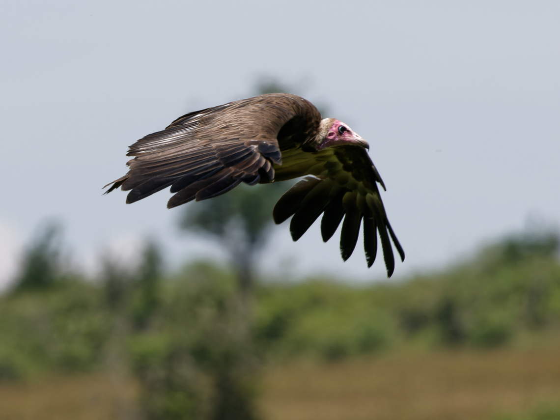 Hooded Vulture, Kenya  Geotagged,Hooded Vulture,Kenya,Necrosyrtes monachus,Summer