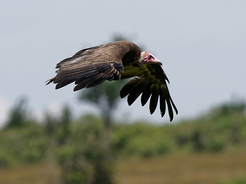 Hooded Vulture, Kenya  Geotagged,Hooded Vulture,Kenya,Necrosyrtes monachus,Summer