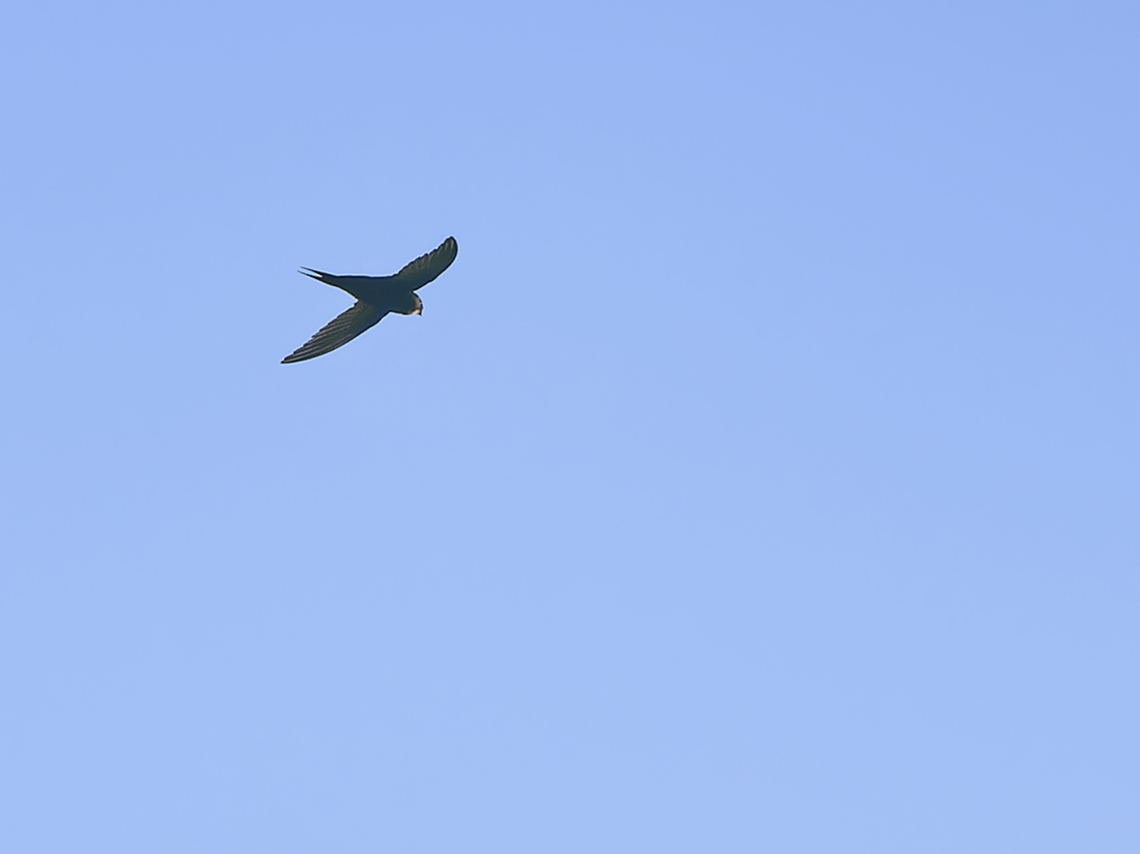 Horus Swift  Apus horus,Geotagged,Horus swift,Kenya,Summer