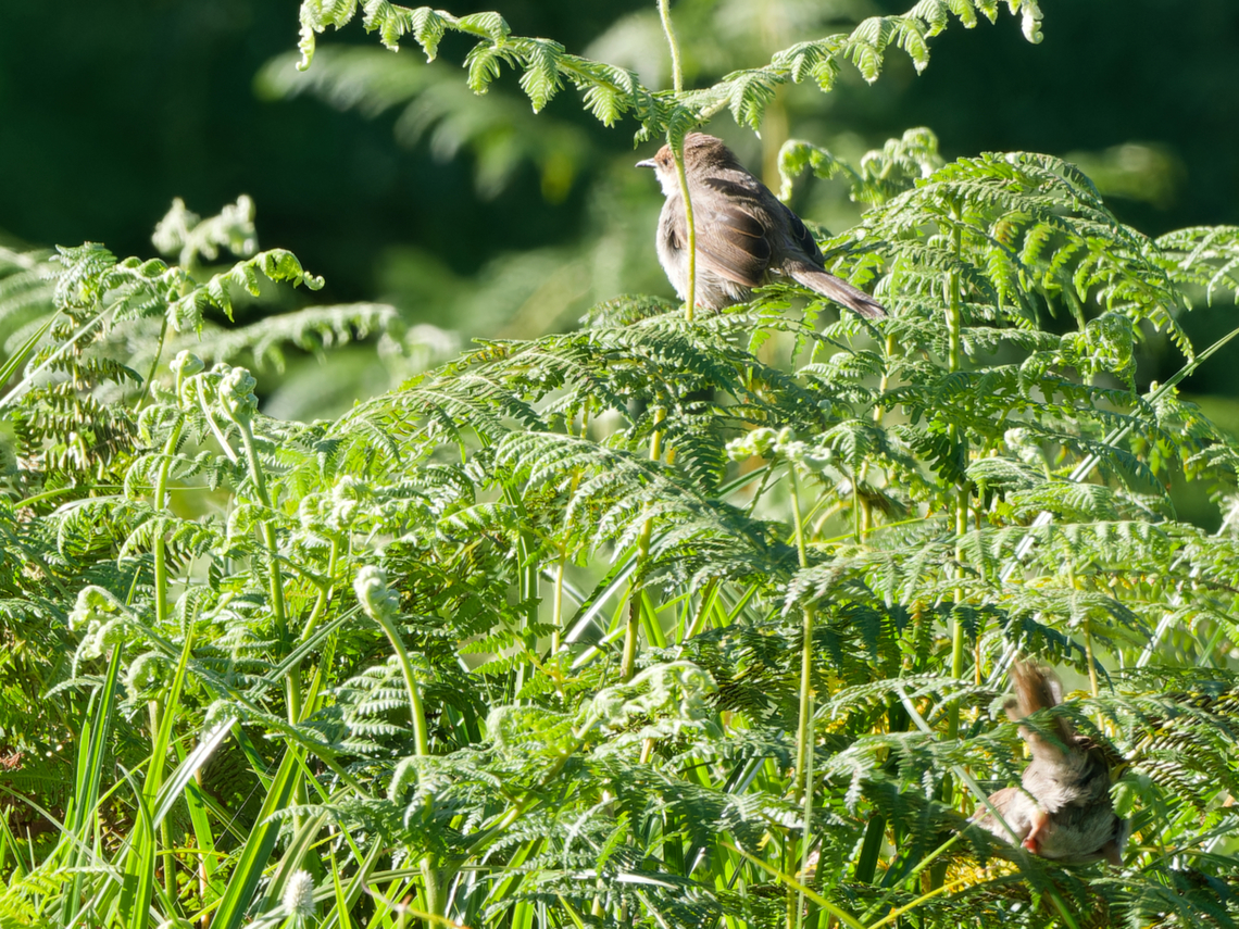 Hunters Cisticola, Kenya Hunter's Cisticola Cisticola hunteri,Geotagged,Hunters cisticola,Kenya,Summer