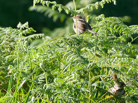 Hunters cisticola